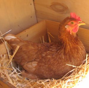 Broody Hen: What is A Broody Hen & How to Identify it