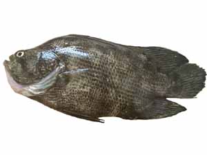 triple tail fish, triple tail fish size, triple tail fish color, triple tail fish characteristics, triple tail fish weight, triple tail fish taste