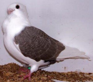 Turbit Pigeon Characteristics, Uses & Origin