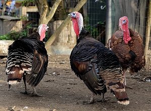 Turkey Fencing, turkey housing, fencing for turkeys, turkey housing and fencing