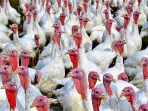 turkey farming, turkey farming business, commercial turkey farming, commercial turkey farming business