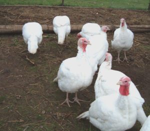 Broad Breasted White Turkey: Best Breed For Meat
