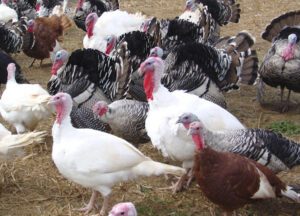 Start Profitable Turkey Farming in India For Profits
