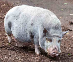 Turopolje Pig Characteristics, Origin & Full Info