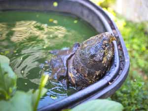 tortoise farming, turtle farming, turtle farming business, commercial turtle farming, turtle farming profits, how to start turtle farming business, turtle production