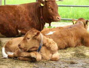 Tux Cattle Characteristics, Origin, Uses, Photo