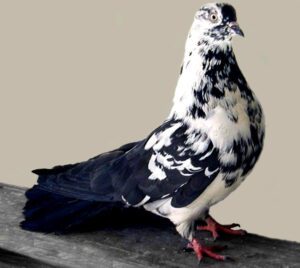Ukrainian Skycutter Pigeon: Uses & Best 35 Facts