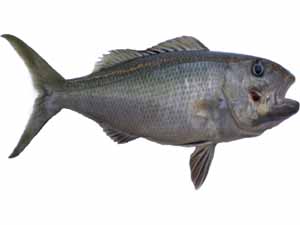 Uku Fish: Hawaiian Uku Fish Mercury, Recipe, Price!