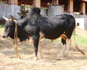 Umblachery Cattle Characteristics, Origin, Uses