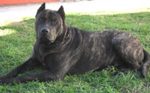 Uruguayan Cimarron Dog: Origin, Lifespan, Characteristics