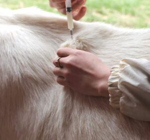 Common Vaccination For Goats (Best Beginner’s Guide)