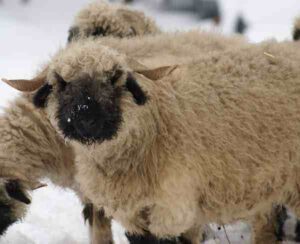 Valais Blacknose Sheep: Uses & Best 28 Facts