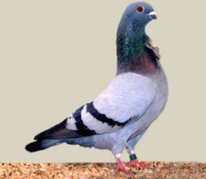 Valencian Figurita Pigeon: Best 26 Facts & Tips