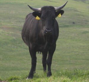 Vaynol Cattle Characteristics, Origin & Uses Info