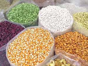 vegetable seeds, best vegetable seeds, best vegetable seed companies