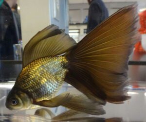 Veiltail Goldfish Characteristics, Diet, Breeding