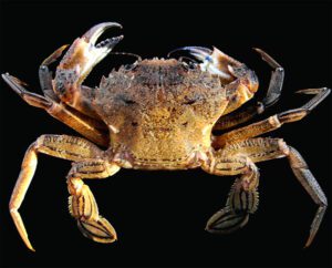 Velvet Crab Characteristics, Uses & Full Information