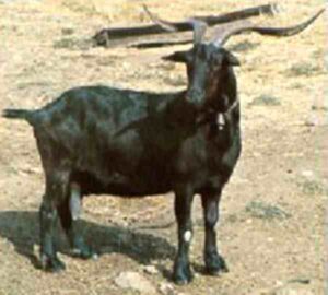Verata Goat Characteristics, Origin & Uses Info