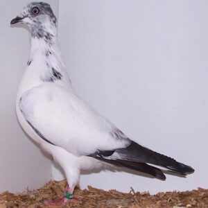 Vienna Highflyer Pigeon Characteristics, Uses & Origin
