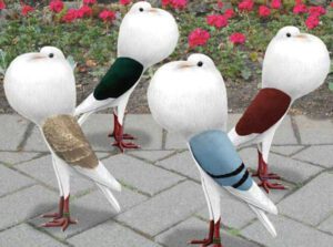 Voorburg Shield Cropper Pigeon Characteristics & Uses