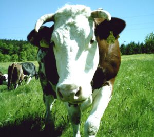 Vorderwald Cattle Characteristics, Origin, Uses