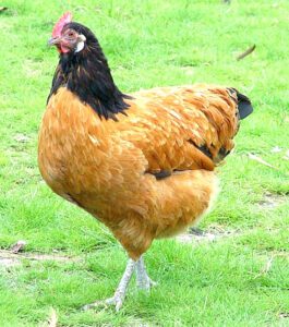Vorwerk Chicken: Characteristics, Origin, Uses