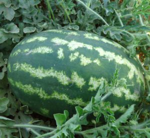 Watermelon Farming: Best Business Plan for Beginners