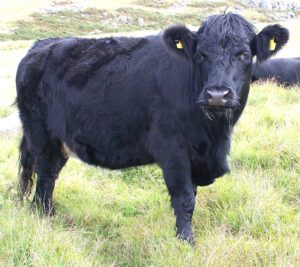 Welsh Black Cattle Characteristics, Origin, Uses