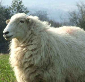Welsh Mountain Sheep Characteristics, Origin, Uses