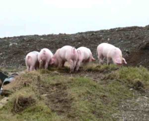 Welsh Pig Characteristics, Origin & Breed Info