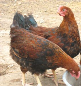 Best Types of Hens That Lay Colored Eggs