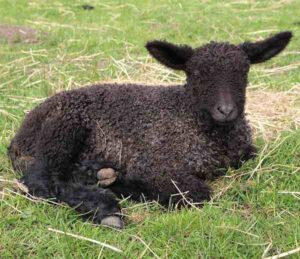 Wensleydale Sheep Characteristics, Origin & Uses