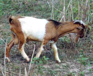 West African Dwarf Goat Characteristics & Uses