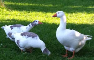 West of England Goose Characteristics, Origin & Uses