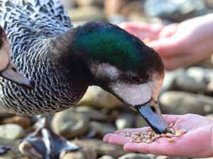 duck, feeding ducks, what do ducks eat