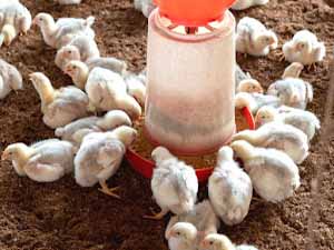 what do chickens eat, what do chickens eat naturally, what do chickens eat in the wild, what do wild chickens eat