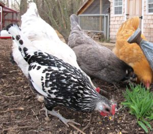 What Not to Feed Chickens: Best 7 Feeding Tips