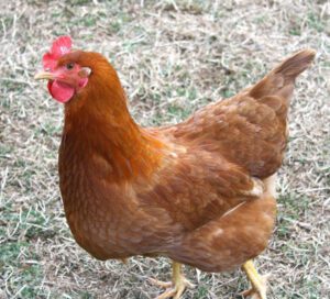 What Time do Hens Lay Eggs (You Should Know)
