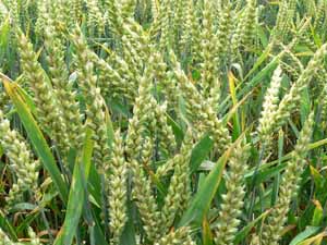 wheat farming, wheat farming faqs