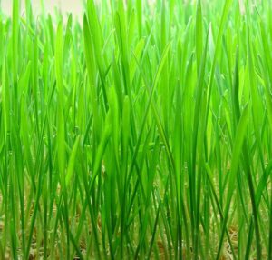 Growing Wheatgrass: Best Guide for Beginners
