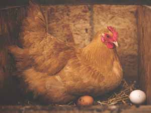 when do chickens start to lay eggs, when do chickens start laying eggs, do chickens lay eggs in the winter, what are the signs that a hen will start laying eggs soon, when a hen stop laying eggs