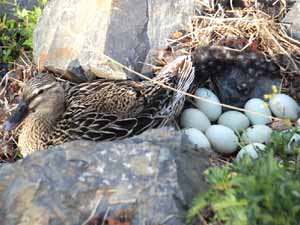 when do ducks start laying eggs