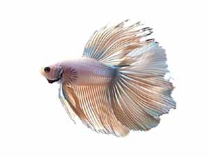 betta fish, white betta fish, female white betta fish, male white betta fish