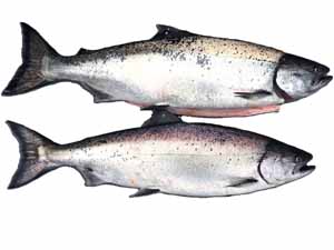 white salmon fish, white salmon fish characteristics, white salmon fish diet, white salmon fish reproduction, white salmon fish lifespan, white salmon fish taste, white salmon fish price