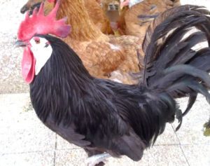 White Faced Black Spanish Chicken Farming