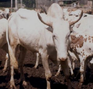 White Fulani Cattle Characteristics, Origin, Uses