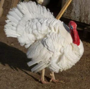 White Holland Turkey Farming: Start for High Profits