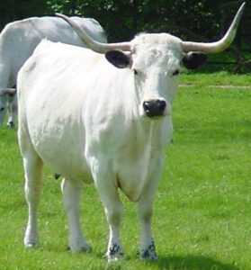 White Park Cattle Characteristics, Origin, Uses