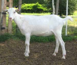White Shorthaired Goat Characteristics & Uses