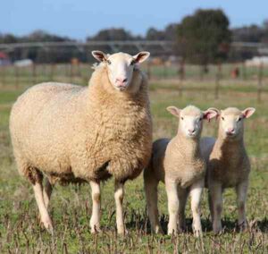 White Suffolk Sheep Characteristics, Uses & Origin